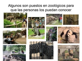 Algunos son puestos en zoológicos para que las personas los puedan conocer 