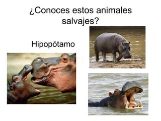 ¿Conoces estos animales salvajes? <ul><ul><ul><ul><li>Hipopótamo </li></ul></ul></ul></ul>