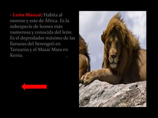 - León Massai: Habita al
noreste y este de África. Es la
subespecie de leones más
numerosa y conocida del león.
Es el depredador máximo de las
llanuras del Serengeti en
Tanzania y el Masai Mara en
Kenia. Foto de León Massai.
 