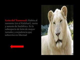 León del Transvaal: Habita al
noroeste (en el Kalahari), norte
y sureste de Sudáfrica. Es la
subespecie de león de mayor
tamaño y corpulencia que
sobrevive en libertad
 