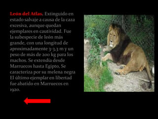 León del Atlas. Extinguido en
estado salvaje a causa de la caza
excesiva, aunque quedan
ejemplares en cautividad. Fue
la subespecie de león más
grande, con una longitud de
aproximadamente 3-3,3 m y un
peso de más de 200 kg para los
machos. Se extendía desde
Marruecos hasta Egipto, Se
caracteriza por su melena negra
El último ejemplar en libertad
fue abatido en Marruecos en
1920.
 
