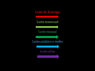 León de Katanga

   León transvaal

    León massai

León asiático o indio

     León atlas
 