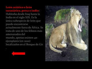 León asiático o león
surasiático, persa o indio:
Habitaba desde Iraq hasta la
India en el siglo XIX. Es la
única subespecie de león que
puede encontrarse
actualmente fuera de África. Se
trata de uno de los felinos más
amenazados del
mundo, apenas existen 411
ejemplares (en 2010)
localizados en el Bosque de Gir
.
 