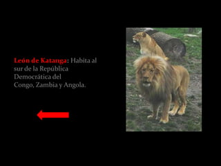 León de Katanga: Habita al
sur de la República
Democrática del
Congo, Zambia y Angola.
 