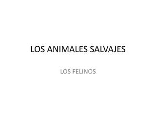 LOS ANIMALES SALVAJES

      LOS FELINOS
 