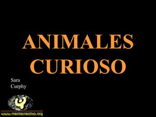 ANIMALESANIMALES
CURIOSOCURIOSOSara
Curphy
 