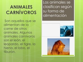 Los animales se
  ANIMALES               clasifican según
 CARNÍVOROS              su forma de
                         alimentación
 Son aquellos que se
alimentan de la
carne de otros
animales. Algunos
animales carnívoros
son el león, el
leopardo, el tigre, la
hiena, el lobo, el
tiburón.
 