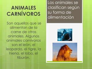 Los animales se
 ANIMALES                clasifican según
CARNÍVOROS               su forma de
                         alimentación
 Son aquellos que se
   alimentan de la
    carne de otros
  animales. Algunos
animales carnívoros
     son el león, el
leopardo, el tigre, la
   hiena, el lobo, el
        tiburón.
 