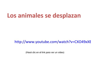 Los animales se desplazan

http://www.youtube.com/watch?v=CXO49xXE
(Hacé clic en el link para ver un video)

 