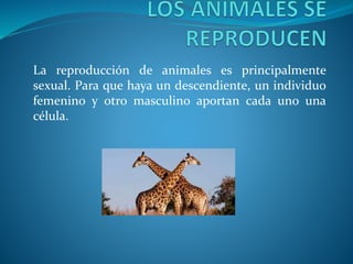 La reproducción de animales es principalmente
sexual. Para que haya un descendiente, un individuo
femenino y otro masculino aportan cada uno una
célula.
 
