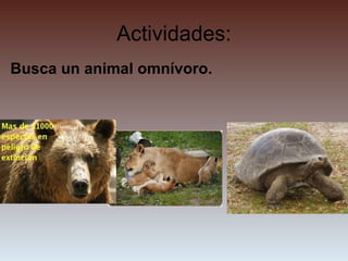 Actividades:
Busca un animal omnívoro.
 