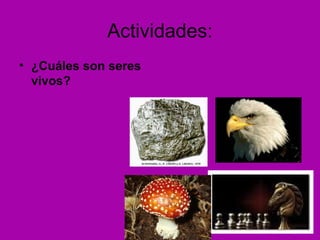 Actividades:
• ¿Cuáles son seres
vivos?
 