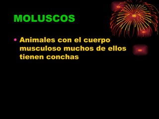 MOLUSCOS Animales con el cuerpo musculoso muchos de ellos tienen conchas 