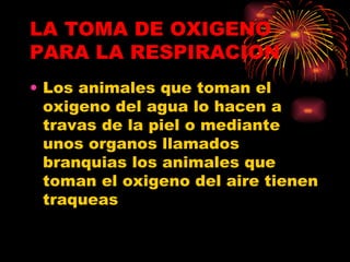 LA TOMA DE OXIGENO PARA LA RESPIRACION Los animales que toman el oxigeno del agua lo hacen a travas de la piel o mediante unos organos llamados branquias los animales que toman el oxigeno del aire tienen traqueas 