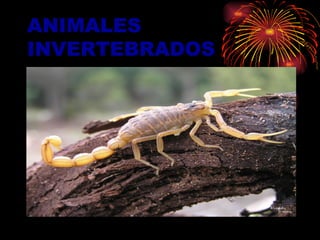ANIMALES INVERTEBRADOS 