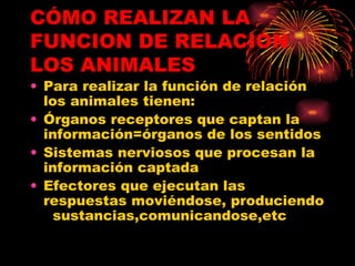 CÓMO REALIZAN LA FUNCION DE RELACIÓN LOS ANIMALES Para realizar la función de relación los animales tienen: Órganos receptores que captan la información=órganos de los sentidos Sistemas nerviosos que procesan la información captada Efectores que ejecutan las respuestas moviéndose, produciendo  sustancias,comunicandose,etc 