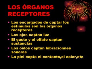 LOS ÓRGANOS RECEPTORES Los encargados de captar los estímulos son los órganos receptores  Los ojos captan luz El gusto y el olfato captan sustancias Los oidos captan bibracionnes sonoras La piel capta el contacto,el calor,etc 