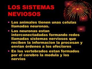 LOS SISTEMAS NEVIOSOS Los animales tienen unas celulas llamadas neuronas. Las neuronas estan interconectadadas formando redes llamadas sistemas nerviosos que reciben la informacion la procesan y envian órdenes a los efectores En los vertebrados estan formados por el cerebro la medula y los nervios 