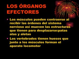 LOS ÓRGANOS EFECTORES Los músculos pueden contraerse al recibir las órdenes del sistema nervioso así mueven las estructuras que tienen para desplazarse:patas alas y aletas Los vertebrados tienen huesos que junto a los músculos forman el aparato locomotor 