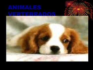ANIMALES VERTEBRADOS 