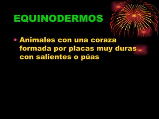EQUINODERMOS Animales con una coraza formada por placas muy duras con salientes o púas 