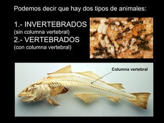 Los animales vertebrados | PPS
