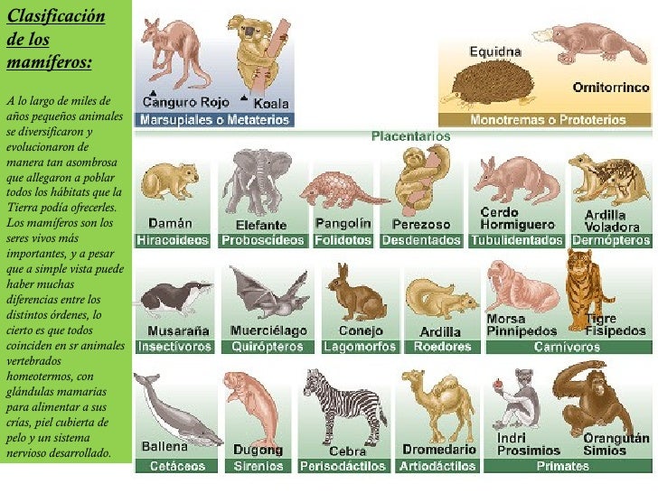 Imagenes De Animales Vertebrados Mamiferos | los animales vertebrados Imagenes De Animales Vertebrados Mamiferos | los animales vertebrados
