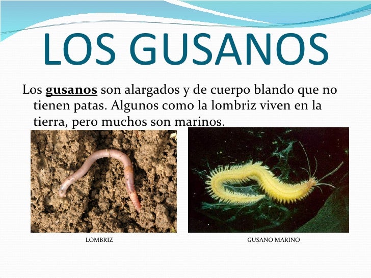 larvas