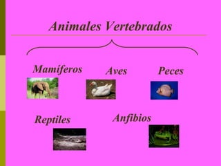 Animales Vertebrados


Mamíferos   Aves        Peces



Reptiles     Anfibios
 