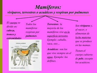 Mamíferos:
vivíparos, terrestres o acuáticos y respiran por pulmones

El cuerpo se
               Todos los      Terrestres: la
divide en:                                             Son vivíparos y,
               mamíferos      mayoría de los
cabeza,                                                al nacer, e
               respiran por   mamíferos vive en la
tronco y                                               alimentan de
               pulmones.      superficie terrestre.
extremidades                                           leche materna
                              Ejemplo: caballo,
                                                       que se produce
                              vaca, oso…
                                                       en las mamas.
                              Acuáticos: son los
                                                       Tienen el
                              que vive siempre en el
                                                       cuerpo cubierto
                              agua. Ejemplo: los
                                                       de pelo, excepto
                              delfines.
                                                       los acuáticos.
 
