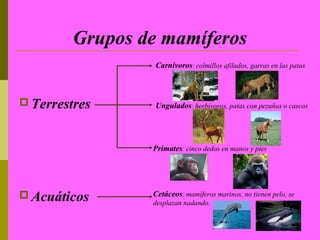 Grupos de mamíferos
                  Carnívoros: colmillos afilados, garras en las patas



 Terrestres      Ungulados: herbívoros, patas con pezuñas o cascos




                 Primates: cinco dedos en manos y pies




 Acuáticos      Cetáceos: mamíferos marinos, no tienen pelo, se
                 desplazan nadando.
 
