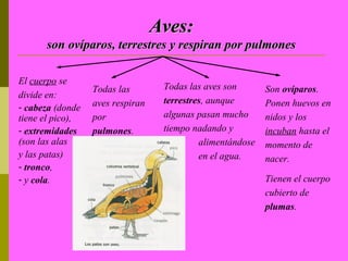 Aves:
      son ovíparos, terrestres y respiran por pulmones

El cuerpo se
                  Todas las        Todas las aves son       Son ovíparos.
divide en:
                  aves respiran    terrestres, aunque       Ponen huevos en
- cabeza (donde
tiene el pico),   por              algunas pasan mucho      nidos y los
- extremidades    pulmones.        tiempo nadando y         incuban hasta el
(son las alas                               alimentándose   momento de
y las patas)                                en el agua.     nacer.
- tronco,
- y cola.                                                   Tienen el cuerpo
                                                            cubierto de
                                                            plumas.
 