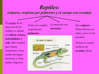 Reptiles:
 ovíparos, respiran por pulmones y el cuerpo con escamas

El cuerpo de la
                   Todas los reptiles   La mayoría son   Son ovíparos.
mayoría de los
                   respiran por         terrestres.      Ponen huevos en
reptiles se divide
                   pulmones.                             nidos, pero no los
en cabeza, tronco,
                                                         incuban.
extremidades y
cola. Hay reptiles                                       Tienen el cuerpo
que reptan                                               cubierto de
(serpiente), otros                                       escamas duras.
nadan (tortugas
marinas) y otros
andan (lagarto).
 