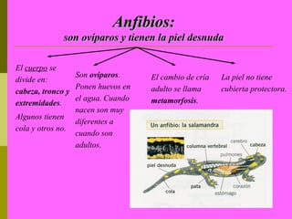 Anfibios:
             son ovíparos y tienen la piel desnuda

El cuerpo se
                 Son ovíparos.     El cambio de cría   La piel no tiene
divide en:
                 Ponen huevos en   adulto se llama     cubierta protectora.
cabeza, tronco y
                 el agua. Cuando   metamorfosis.
extremidades.
                 nacen son muy
Algunos tienen
                 diferentes a
cola y otros no.
                 cuando son
                 adultos.
 