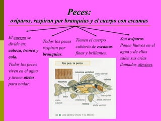 Peces:
ovíparos, respiran por branquias y el cuerpo con escamas

El cuerpo se                                             Son ovíparos.
                 Todos los peces   Tienen el cuerpo
divide en:                                               Ponen huevos en el
                 respiran por      cubierto de escamas
cabeza, tronco y                                         agua y de ellos
                 branquias.        finas y brillantes.
cola.                                                    salen sus crías
Todos los peces                                          llamadas alevines.
viven en el agua
y tienen aletas
para nadar.
 
