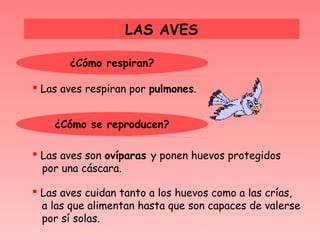 LAS AVES

       ¿Cómo respiran?

 Las aves respiran por pulmones.


    ¿Cómo se reproducen?

 Las aves son ovíparas y ponen huevos protegidos
  por una cáscara.

 Las aves cuidan tanto a los huevos como a las crías,
  a las que alimentan hasta que son capaces de valerse
  por sí solas.
 