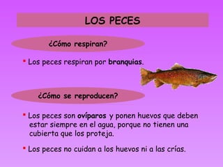 LOS PECES

       ¿Cómo respiran?

 Los peces respiran por branquias.



    ¿Cómo se reproducen?

 Los peces son ovíparos y ponen huevos que deben
  estar siempre en el agua, porque no tienen una
  cubierta que los proteja.
 Los peces no cuidan a los huevos ni a las crías.
 