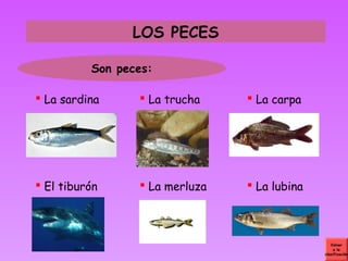 LOS PECES

          Son peces:

 La sardina      La trucha     La carpa




 El tiburón      La merluza    La lubina



                                                 Volver
                                                   a la
                                              clasificación
 