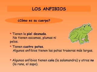 LOS ANFIBIOS

     ¿Cómo es su cuerpo?



 Tienen la piel desnuda.
  No tienen escamas, plumas ni
pelos.
 Tienen cuatro patas.
  Algunos anfibios tienen las patas traseras más largas.

 Algunos anfibios tienen cola (la salamandra) y otros no
  (la rana, el sapo).
 