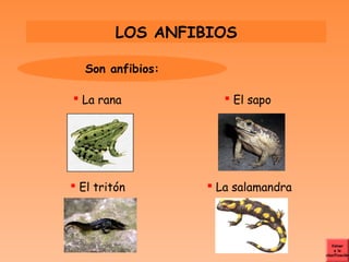 LOS ANFIBIOS

  Son anfibios:

 La rana             El sapo




 El tritón        La salamandra



                                       Volver
                                         a la
                                    clasificación
 