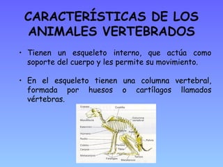 CARACTERÍSTICAS DE LOS
 ANIMALES VERTEBRADOS
• Tienen un esqueleto interno, que actúa como
  soporte del cuerpo y les permite su movimiento.

• En el esqueleto tienen una columna vertebral,
  formada por huesos o cartílagos llamados
  vértebras.
 