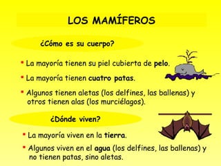 LOS MAMÍFEROS

      ¿Cómo es su cuerpo?

 La mayoría tienen su piel cubierta de pelo.

 La mayoría tienen cuatro patas.

 Algunos tienen aletas (los delfines, las ballenas) y
  otros tienen alas (los murciélagos).

         ¿Dónde viven?

 La mayoría viven en la tierra.
 Algunos viven en el agua (los delfines, las ballenas) y
  no tienen patas, sino aletas.
 