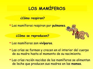 LOS MAMÍFEROS

       ¿Cómo respiran?

 Los mamíferos respiran por pulmones.


    ¿Cómo se reproducen?

 Los mamíferos son vivíparos.

 Las crías se forman y crecen en el interior del cuerpo
  de su madre hasta el momento de su nacimiento.
 Las crías recién nacidas de los mamíferos se alimentan
  de leche que producen sus madres en las mamas.
 