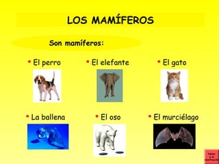 LOS MAMÍFEROS

       Son mamíferos:

 El perro        El elefante      El gato




 La ballena        El oso       El murciélago



                                                      Volver
                                                        a la
                                                   clasificación
 