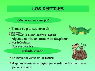 LOS REPTILES

     ¿Cómo es su cuerpo?

 Tienen su piel cubierta de
escamas.
 La mayoría tiene cuatro patas.
  Algunos no tienen patas y se desplazan
arrastrándose
  (las serpientes).
         ¿Dónde viven?

 La mayoría viven en la tierra.
 Algunos viven en el agua, pero salen a la superficie
  para respirar.
 