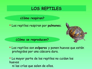 LOS REPTILES

       ¿Cómo respiran?

 Los reptiles respiran por pulmones.



    ¿Cómo se reproducen?

 Los reptiles son ovíparos y ponen huevos que están
  protegidos por una cáscara dura.

 La mayor parte de los reptiles no cuidan los
huevos
  ni las crías que salen de ellos.
 