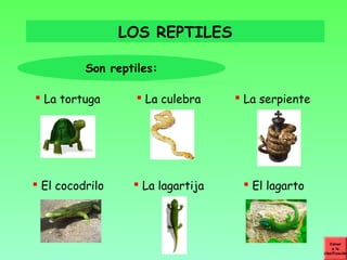 LOS REPTILES

          Son reptiles:

 La tortuga        La culebra     La serpiente




 El cocodrilo     La lagartija     El lagarto



                                                       Volver
                                                         a la
                                                    clasificación
 