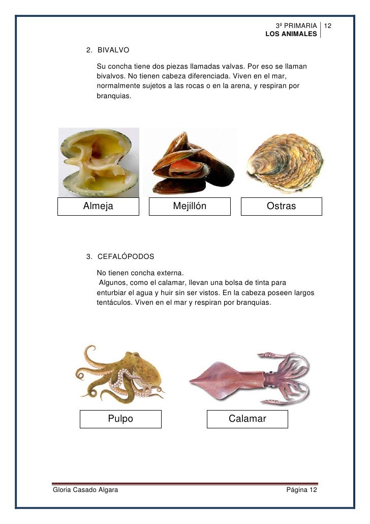 Resultado de imagen para tips para cuidar los animales invertebrados