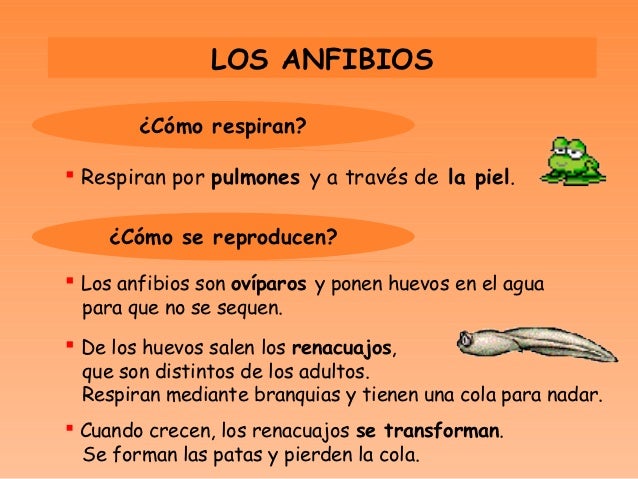 Los animales vertebrados ud5