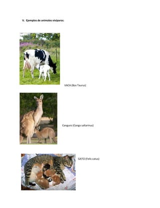 V. Ejemplos de animales vivíparos:
VACA (Bos Taurus)
Canguro (Canga saltarinus)
GATO (Felis catus)
 